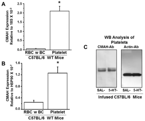 Figure 5 | Expression of CMAH genes and proteins in fractionated blood samples of WT mice