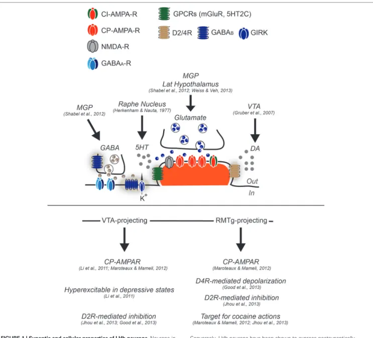 FIGURE 1 | Synaptic and cellular properties of LHb neurons. Neurons in the LHb have been generally described as glutamatergic and projection type.