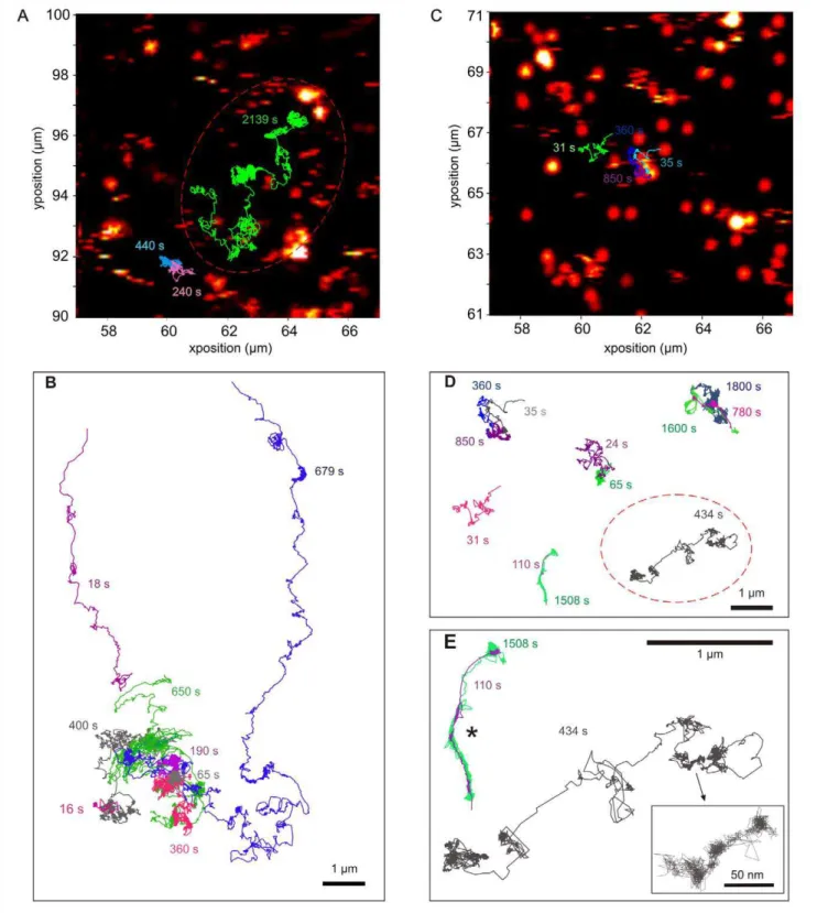 Figure 5. An individual FGF2 undergoes several modes of diffusion. Representative trajectories of individual FGF2-NP in the pericellular matrix of Rama 27 fibroblast cells
