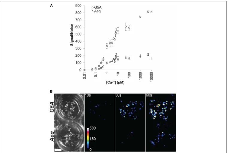 FIGURE 4 | In vitro and in vivo comparison of light emission by G5A and aequorin (A) In vitro assay of light emission from equal amounts of Ca 2+ reporters G5A and aequorin is plotted against buffer free Ca 2+