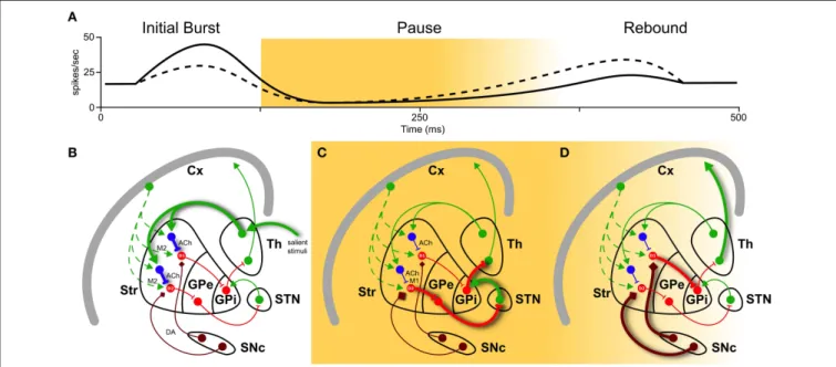 FIGURE 1 | Basal ganglia play a selecting role in motor activity. To perform a certain movement, it is necessary to let motor thalamic neurons (Th) excite the cortex (Cx)