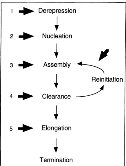 Figure  3.  Points of activation  described  in the literature.