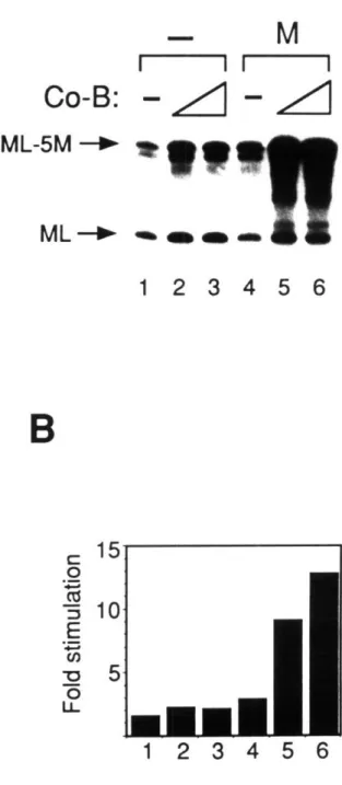 Figure  4.  Ability  of coactivator-B  to  stimulate  transcription  with  different  activators.