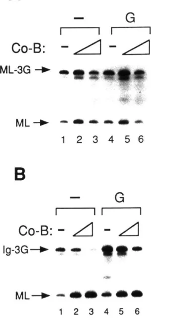 Figure  SA.  Stimulation  of activation  by  coactivator-B  requires  TAFs  in  the  holoTFIID complex.