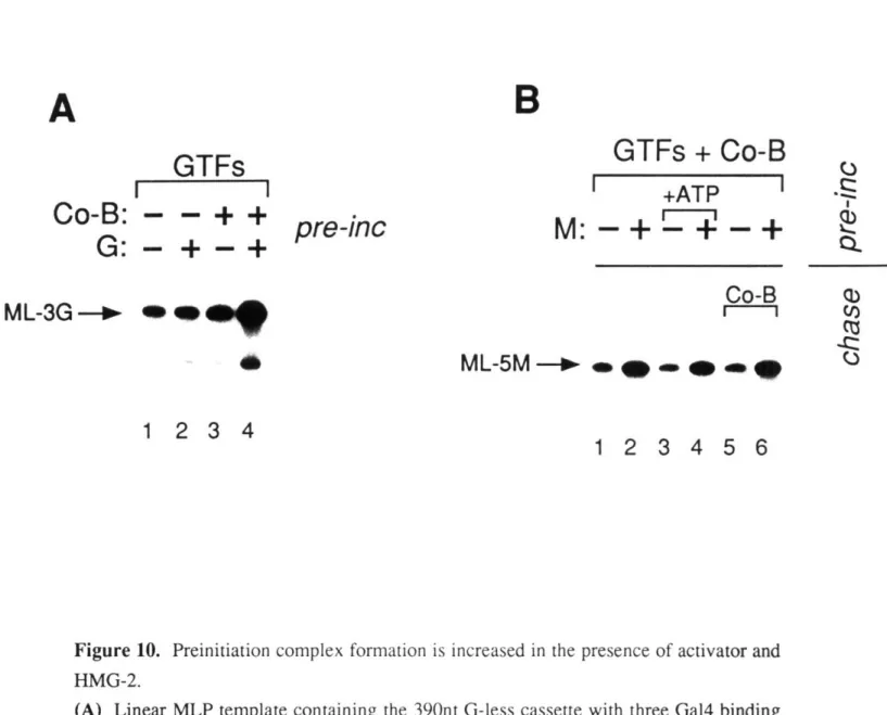 Figure  10.  Preinitiation  complex  formation  is  increased  in  the  presence  of activator  and HMG-2.