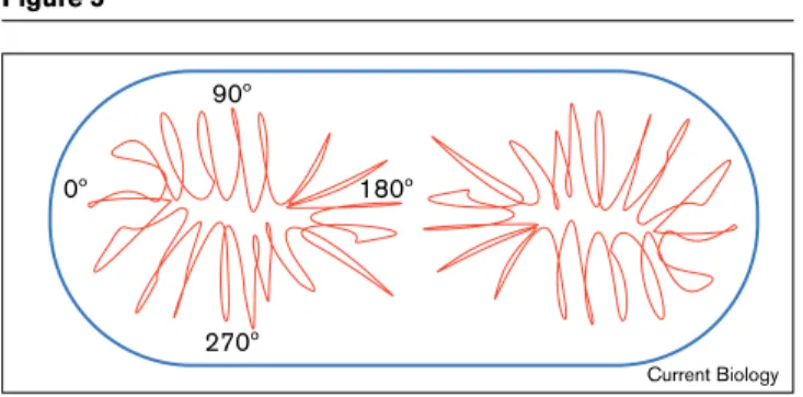 Figure 2), Spo0J foci were clearly separated from GFP–LacI foci. Often, in these cases, the Spo0J foci were located near the cell poles and one or two GFP–LacI dots were observed at or near the mid-cell position
