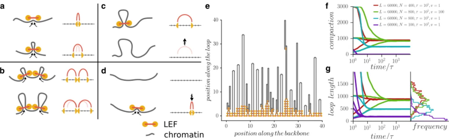 FIGURE 1 Simulations of chromosome compaction by loop extruding factors (LEFs). The action of LEFs can be simulated using a one-dimensional lattice model with four dynamic rules (a–d): (a) LEFs extrude loops by moving the two connected heads along the chro