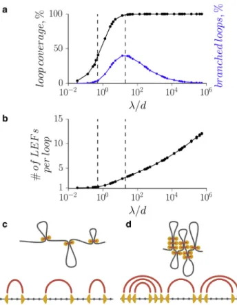 FIGURE 2 Simulations of LEFs reveal two distinct steady states. (a and b) The properties of loop arrays formed by LEFs, such as the portion of the  chro-mosome extruded into loops, the portion of branched loops, and the number of LEFs per loop, depend on t