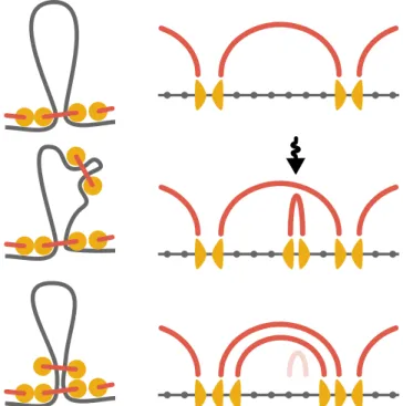 FIGURE 3 The mechanism of loop reinforcement in the dense state. Upon binding to an existing loop, a LEF reextrudes it and stacks on top of the LEFs already supporting the loop