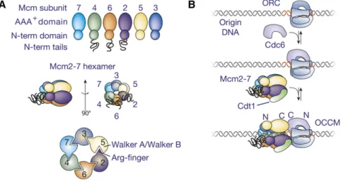 Figure 2 Initial recruitment of Mcm2-7 to origin DNA. (A) The six Mcm subunits share a common structure and are arranged in a ring with a de ﬁ ned order of the subunits