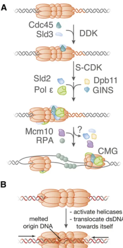 Figure 5 A model for helicase activation during the initiation of DNA replication. (A) The model illustrates the ﬁ rst time that each factor is required