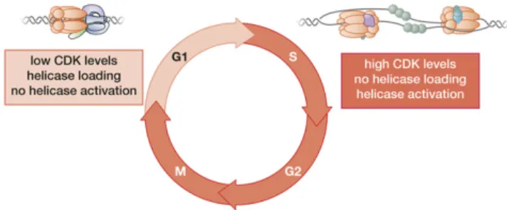 Figure 6 Helicase loading and activation are segregated during the cell cycle. The cell cycle can be split into two phases with respect to DNA replication