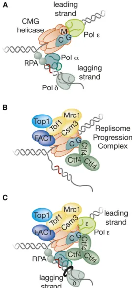 Figure 7 Building the replisome. (A) The division of labor among DNA polymerases at the yeast replication fork