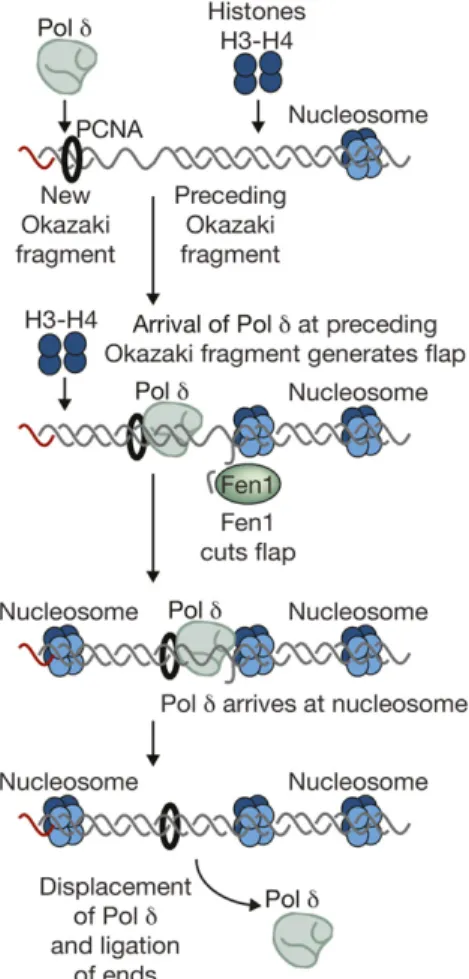 Figure 9 Processing of Okazaki fragments. The ﬁ gure illustrates the model whereby nucleosome deposition plays a key role in completing the synthesis of Okazaki fragments