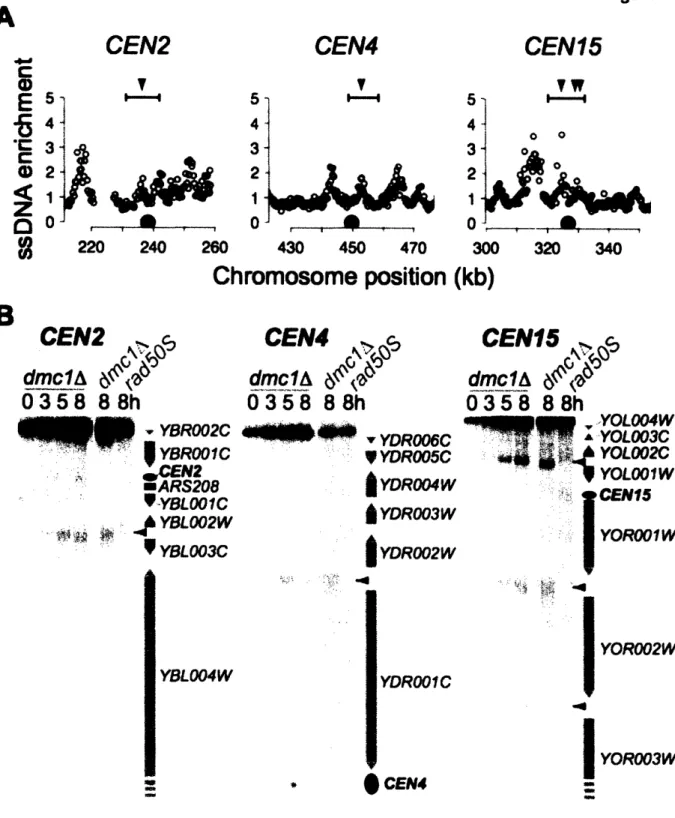 Figure 4 CEN2 T CEN4 I---I  4- 3-220  240  260 430  450  470 CEN15413-2300 3200 A. 300  320  340 Chromosome  position (kb) I dm? 03 CI~ 58CIV88h 158  88h - YBR002C I  vR01Cr *CEN2 mARS208 Y-YBL001C 