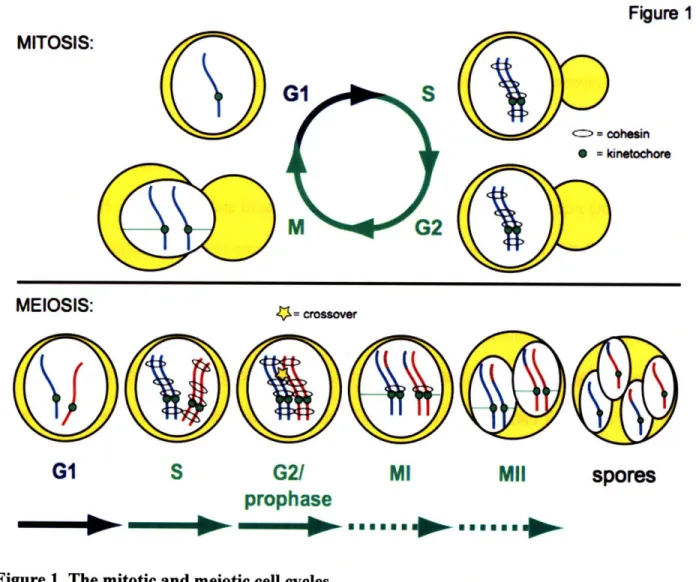 Figure  1 MITOSIS: 0  =kinet  chore MEIOSIS: '-ý  crosover G1  S  G21  MI  MII prophase N  gnomon----.--.,--spores