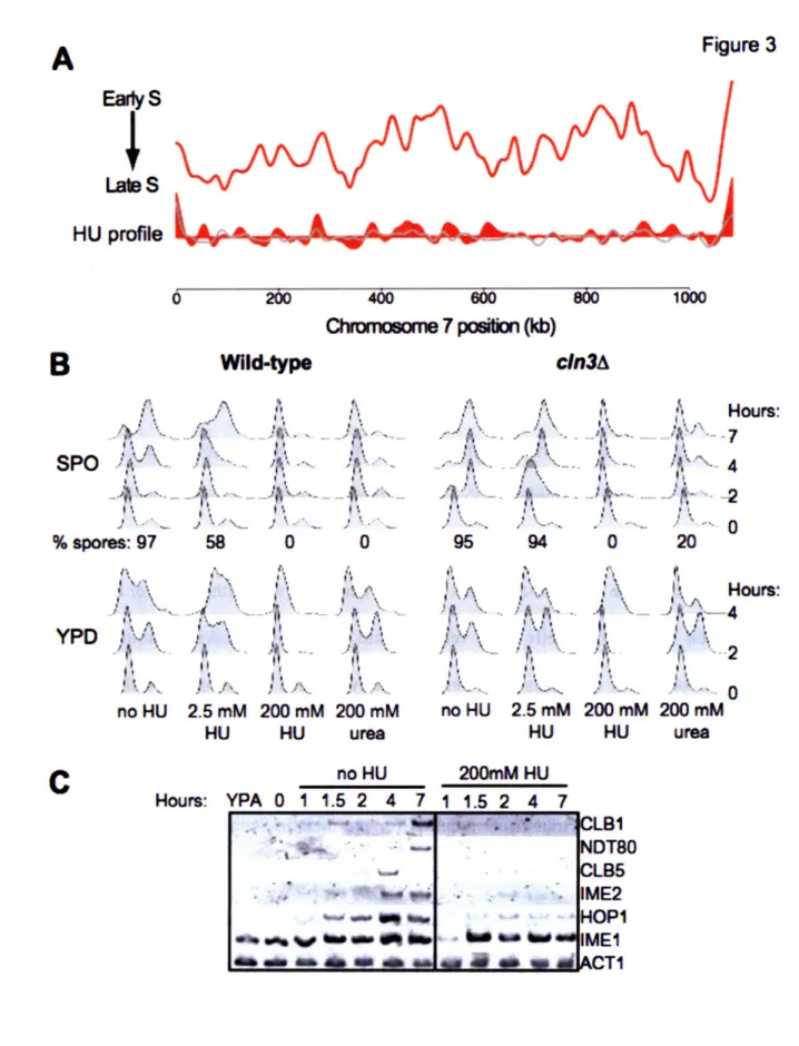 Figure  3 A Early S Lat  S A  &amp;  A,-  -.. HU  profile 200 Wild-type 4M0  600  800Chromosome 7 position (kb) cin3A SPO %  spores:  97 J, YPD  .4  \ S  ,