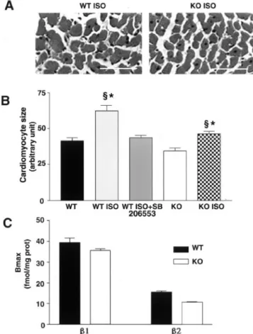 Figure 2. 5-HT 2B R blockade reduces cardiomyocyte hypertro- hypertro-phy. Representative sections from adult heart left ventricles of WT ISO-treated and KO ISO-treated mice (A) were measured by planimetric quantification of cardiomyocyte transversal surfa