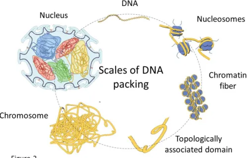 Figure 2: Scales of DNA packing in the cell nucleus.  The ~1m long double-stranded  DNA is packed into an approximately 10 µ m diameter cell nucleus