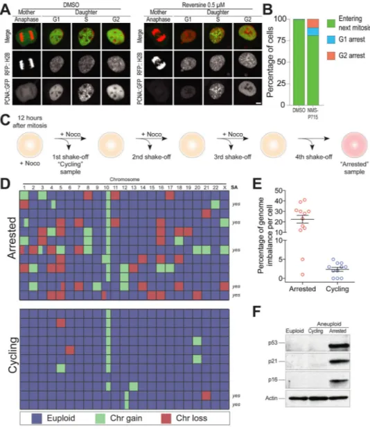 Figure 1. p53 activation is not an obligatory consequence of chromosome mis-segregation (A) Representative images of hTERT RPE1 cells co-expressing PCNA::GFP and RFP::H2B