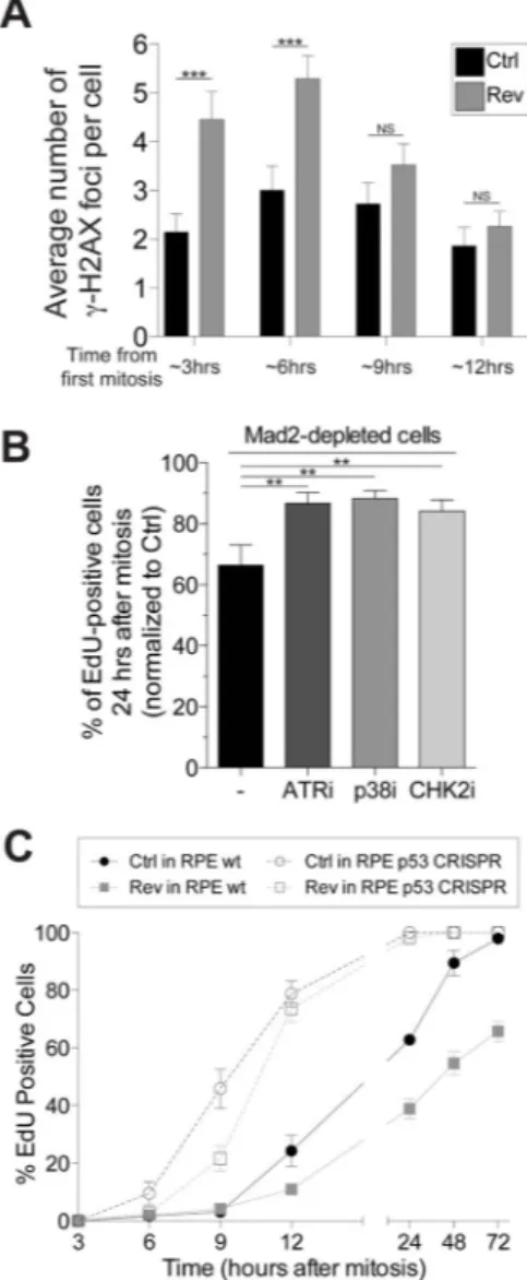 Figure 2. DNA damage incurred during chromosome mis-segregation causes p53 activation (A) RPE-1 cells were synchronized at the G1/S transition by thymidine treatment