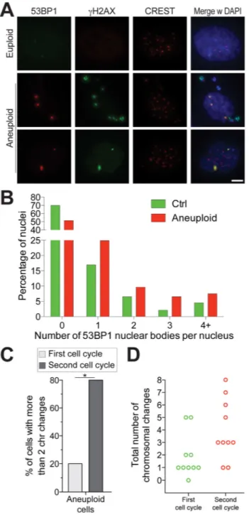 Figure 5. Chromosome mis-segregation triggers the evolution of complex abnormal karyotypes (A, B) Cells were grown as described in Figure 4A
