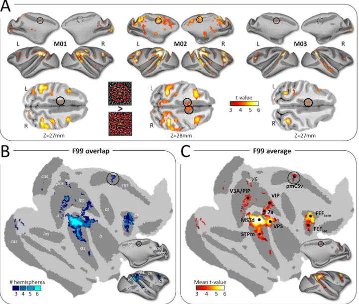 Figure 1. Cortical activations for egomotion-consistent optic flow stimuli. (A) Illustration of the egomotion-consistent (EC) and inconsistent (EI) optic flow stimuli and t-value maps for the contrast EC&gt;EI in monkeys M01, M02 and M03 (from Cottereau et
