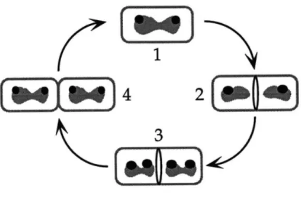 Figure 2-3.  Model for chromosome  segregation  and SpoOJ  localization during the cell cycle.