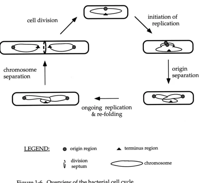 Figure  1-6.  Overview  of the bacterial cell  cycle.