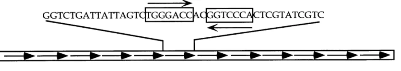 Figure  1-9.  par sites from  P1  prophage  and F plasmid.