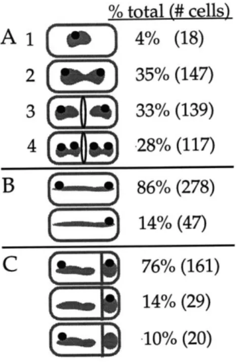 Figure 2-2.  Analysis of SpoOJ  localization.  Shaded blobs  represent the  nucleoids  and black balls indicate  SpoOJ on the  nucleoid.