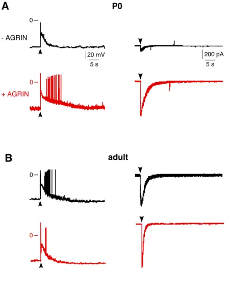 FIGURE 4P005 s20 mV 200 pA5 s- AGRIN0+ AGRINAadult00B