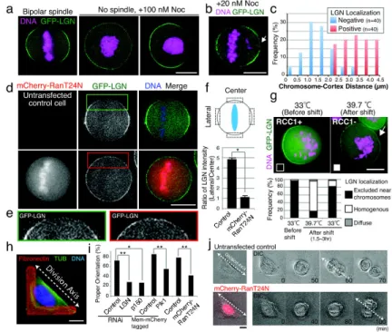 Figure 3. The chromosome-derived Ran gradient negatively regulates LGN localization (a) Fluorescent images of live cells showing the localization of GFP-LGN and DNA  (Hoechst) for the indicated conditions
