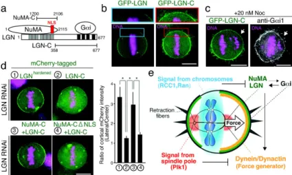 Figure 4. The Ran gradient regulates the association of the LGN-NuMA complex with  membranes