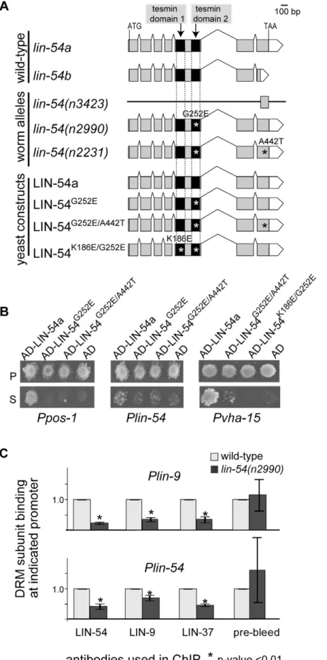 Figure 1. LIN-54 binds DNA directly through its tesmin domains and recruits DRM to promoters