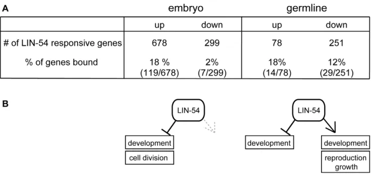 Figure 4. LIN-54 can function as a transcriptional activator or repressor. (A) Microarray gene expression profiling analysis of lin-54(n2990) embryos and lin-54(n3423) germlines
