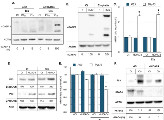 Figure 5. HDAC4 expression correlates with deregulation of cell cycle and proapoptotic pathways  regulated by protein of the p53 family