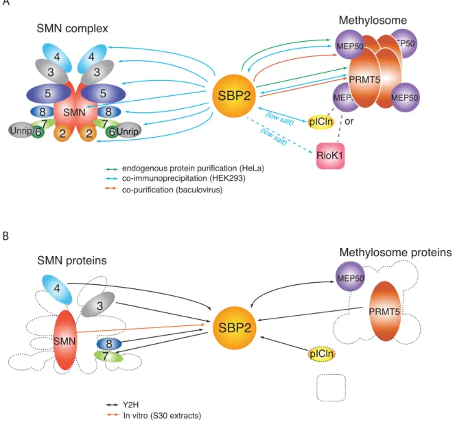 Figure 6. Overview of the interaction network between SBP2, the SMN complex and the methylosome