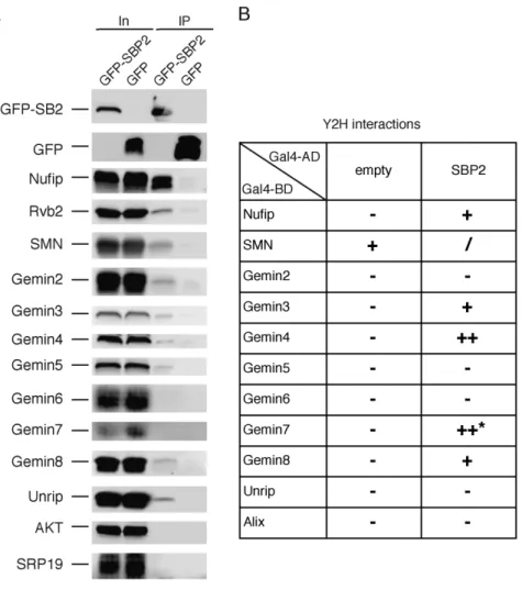 Figure 1. The SMN complex interacts with SBP2. (A) Co-immunoprecipitations using anti-GFP beads and HEK293FT cells transfected by GFP-SBP2 or GFP alone