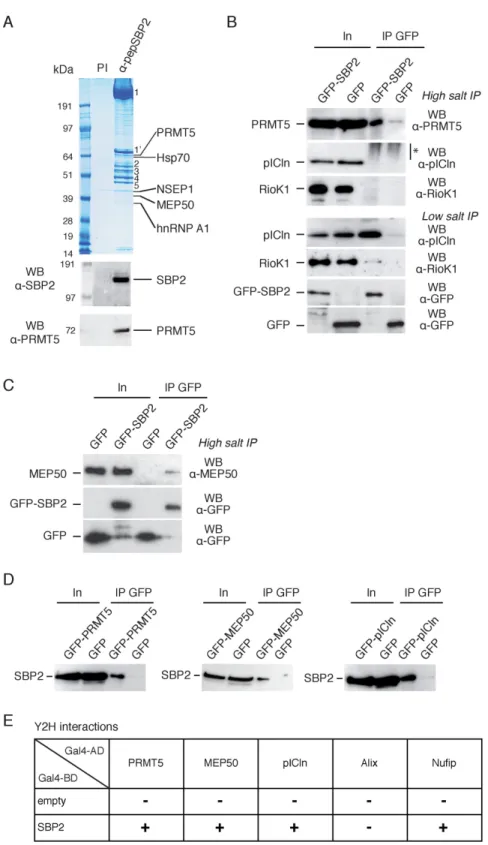 Figure 2. The methylosome complex interacts with SBP2 in vivo. (A) Immunopurification of endogenous SBP2 from HeLa cytoplasmic extracts using antipeptide antibodies ( ␣ -pepSBP2) directed against SBP2 residues 380–852