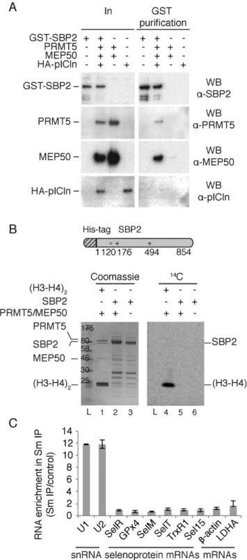 Figure 3. Reconstitution and activity of the SBP2 / methylosome complex and functional analysis (A) Coexpression and purification of SBP2 associated with the methylosome complex