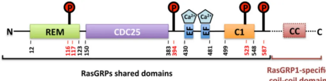 Figure 1. Structural organization of the Ras guanine-nucleotide releasing proteins (RasGRPs) with amino acide sequence annotation for RasGRP2