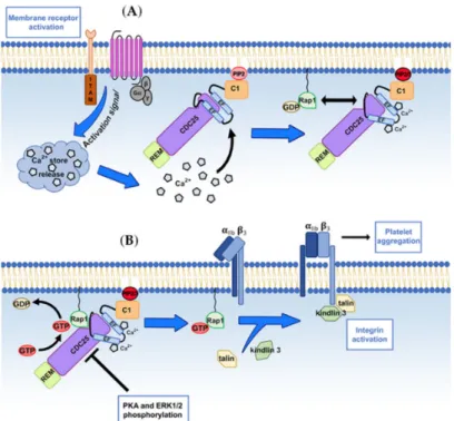 Figure 2. RasGRP2 activation mechanism and activity regulation during αIIbβ3-integrin “inside-out”