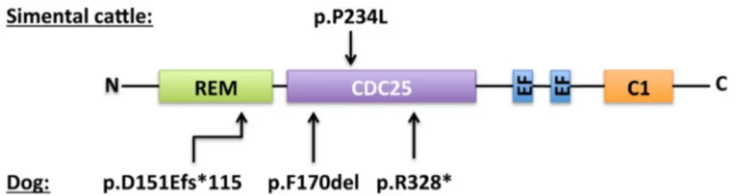 Figure 3. Localization and predicted consequence of the RASGRP2 reported variants in Simmental cattle and dog