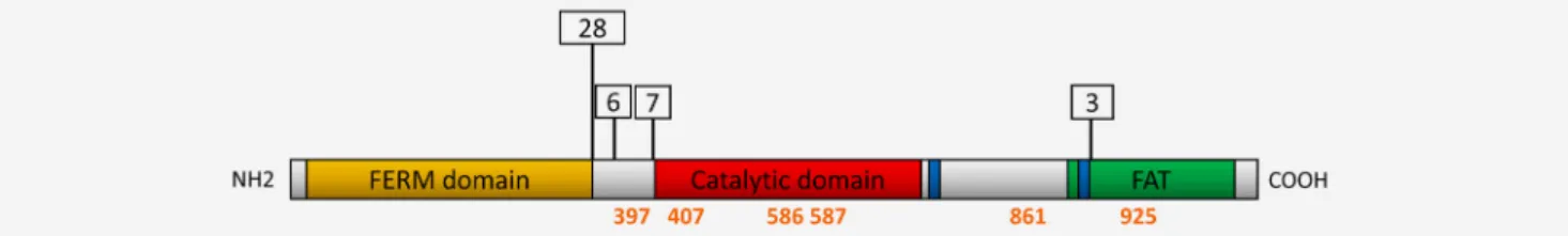 Figure 1 . Domain composition of FAK. The protein sequence is indicated without the alternatively spliced exons, which are represented as boxes above the sequence, with the corresponding number of amino acids that they insert ( 28 , 6 , 7 or 3 )