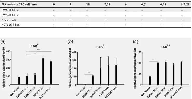 Table 1. Analysis by capillary electrophoresis of the pattern of FAK alternative splice variant mRNAs expression in the four human CRC cell lines (+: Variant detected, −: Variant not detected)