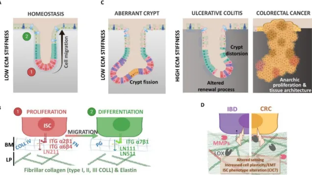 Figure 2. (A,B) Extracellular matrix (ECM) and epithelial cell phenotype regulation under physiological context