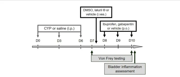FIGURE 1 | Experimental designs used in the study. For validation of the preclinical model, ibuprofen, gabapentin or vehicle was administered (100 mg/kg, p.o.) on days 8, 9, and 10