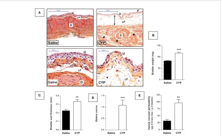 FIGURE 5 | Repeated injections of low dose of CYP induced chronic bladder inﬂammation