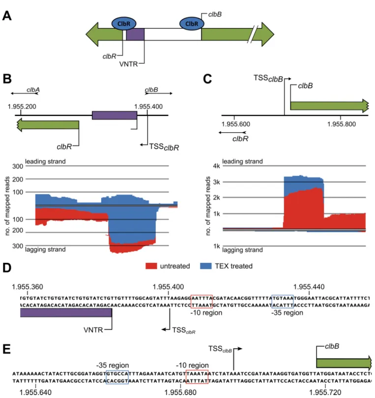 FIG 6 The ClbR binding regions overlap the transcriptional start sites of clbR and clbB